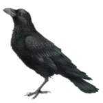 Raven (Corvus corax) 400